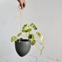 Alternative view of Ampel Medium, Mosegrå