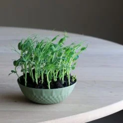 Alternative view of Candy bowl, Lågen