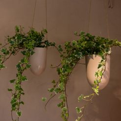 Alternative view of Ampel Liten, Rogn